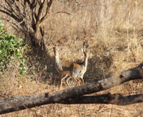 african safari holiday tours kenya and tanzania